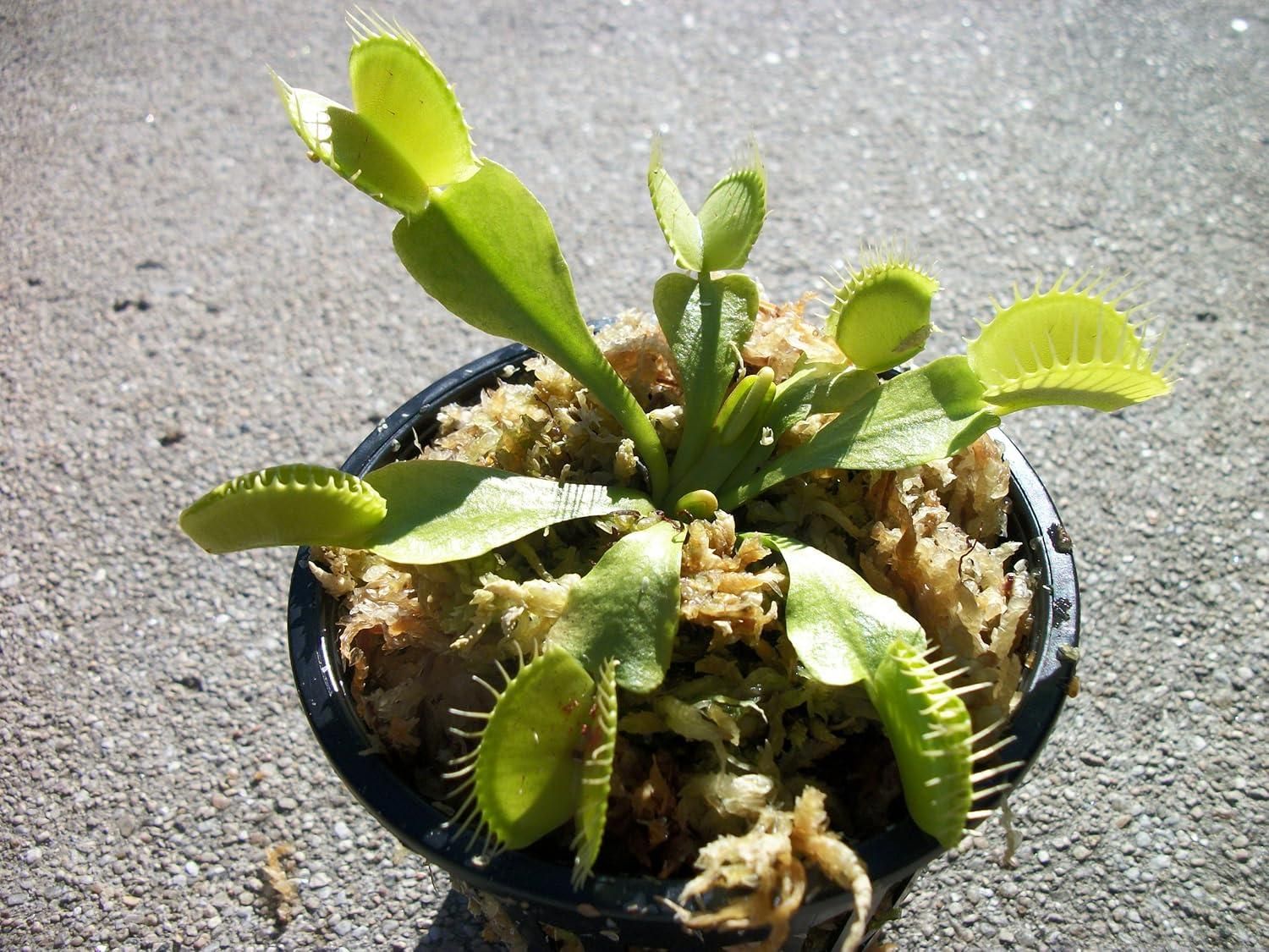 Wonderful Venus Flytrap Seeds (Pack of 1)
